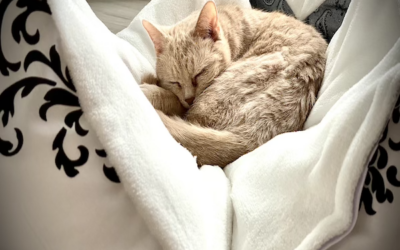 Selbstgenähtes Sternenkissen – Wohlfühlort für Katzen